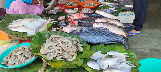 鱼市里有各种新鲜的鱼和海鲜图片下载