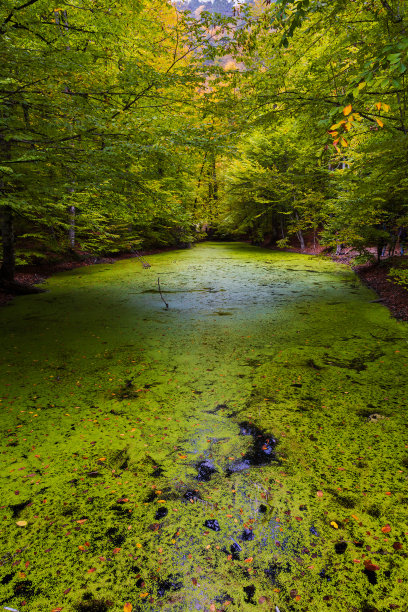 从博鲁Yedigöller国家公园在秋天的景色，库存照片图片下载