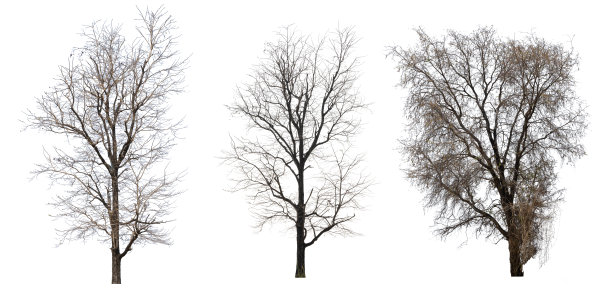 枯死树的干枝，树皮暗裂。美丽的干树枝孤立在白色的背景。一棵老而死的树。图片下载