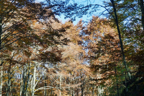 森林中的树木，照片作为背景，秋天的树叶在坎西格利奥，贝卢诺威尼托意大利图片下载