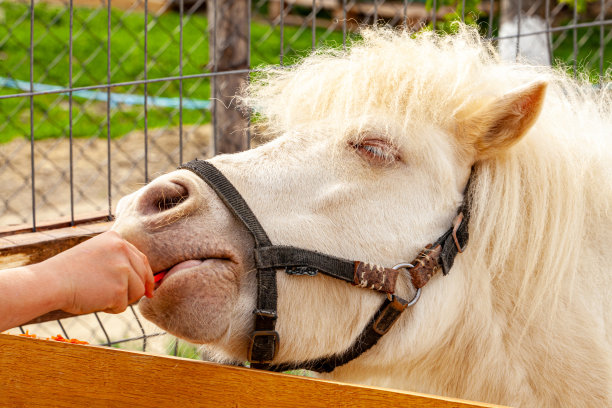 一个孩子用手中的胡萝卜喂马，很高兴有这样的机会。图片下载