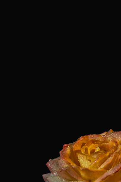 豪华的橙色玫瑰与露珠在黑色的背景。低调的照片。极端花卉特写。图片下载