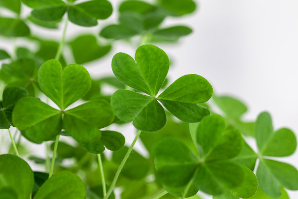 白底分离的三叶草植株。宏观照片。图片下载