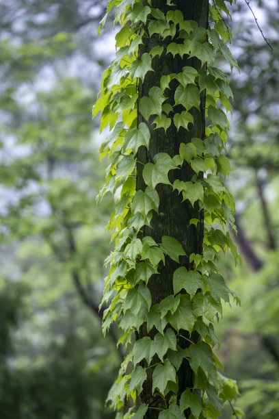 森林里长着藤蔓的树干图片下载