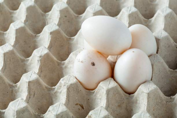鸡蛋架上的鸭蛋图片下载