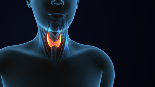 三维人体甲状腺解剖图片下载