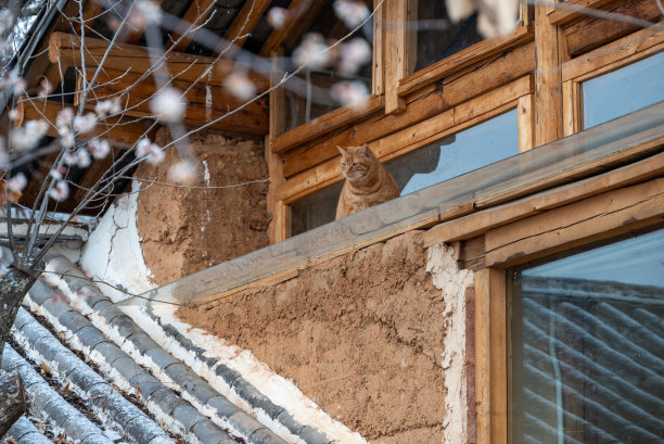 玫瑰园雪景中有玫瑰、梅花和橙猫图片下载