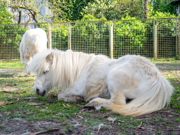 小马驹在城市动物园的草坪上。笼子里的小马。动物的栅栏…图片下载