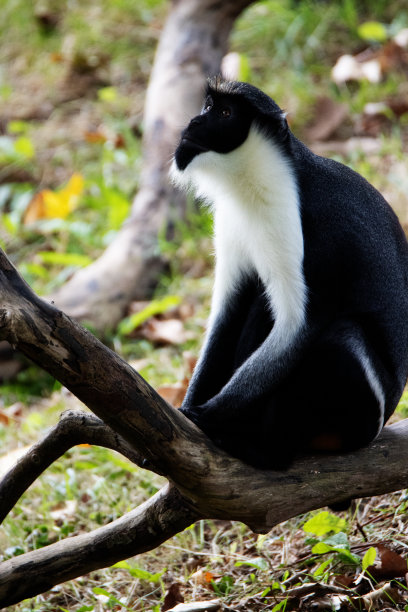 一只单独的黛安娜猴(黛安娜斑尾猴)被隔离在自然的绿色背景上图片下载