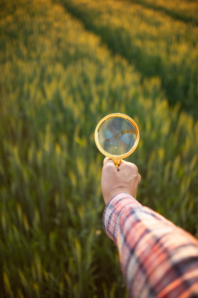 研究人员带着放大镜观察大麦植株，寻找植株中的错误，这样他们就可以开发出新的大麦品种。使用放大镜来帮助搜索的想法图片下载