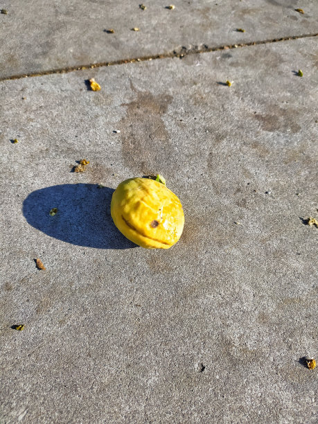 一种毛茛果实的特写。图片下载