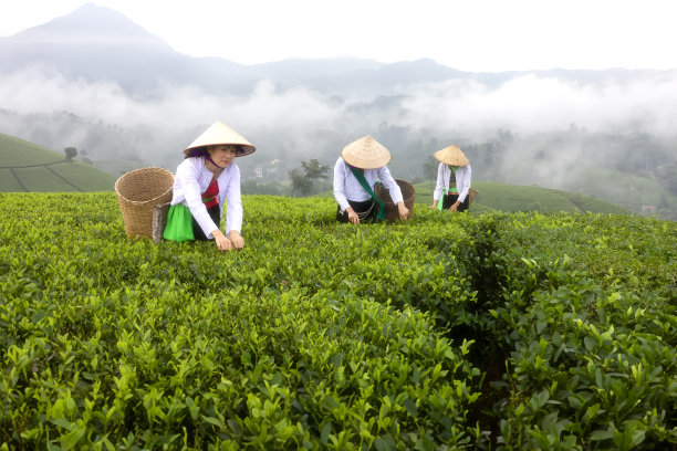 工人们正在越南富寿省Tan Son区Long Coc茶山的茶园收割茶叶。图片下载