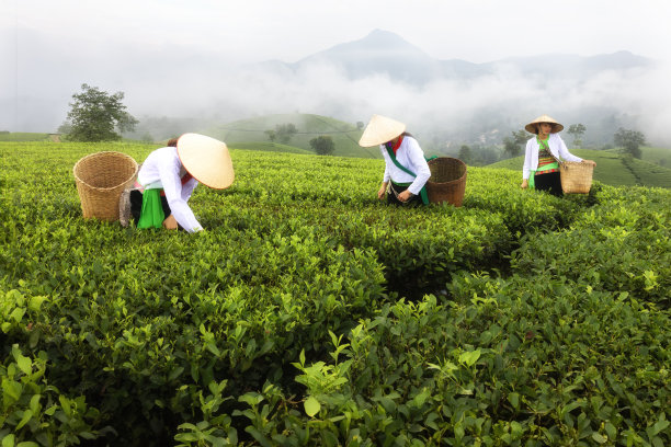 工人们正在越南富寿省Tan Son区Long Coc茶山的茶园收割茶叶。图片下载