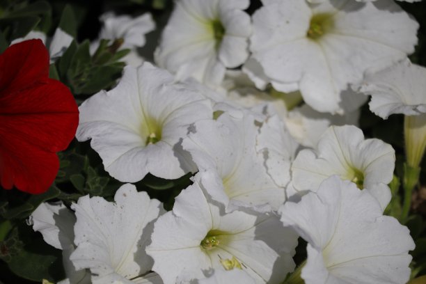 春天的花朵图片下载