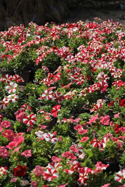 春天的花朵图片下载