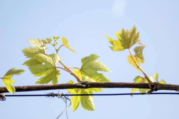 葡萄树枝图片下载