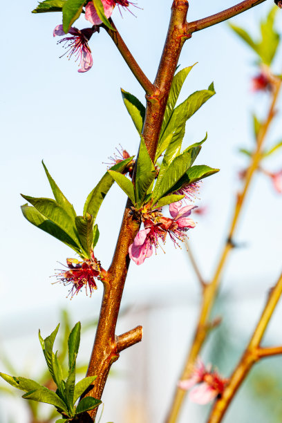 在黑暗的背景下，有粉红色花朵的开花果树树枝图片下载