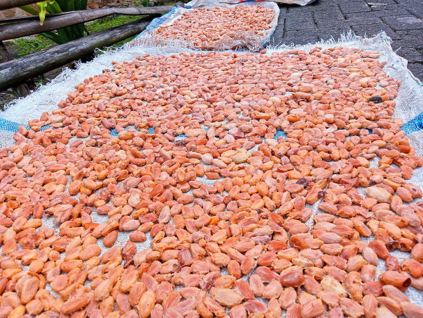 晒干的可可籽放在白色塑料袋上图片下载