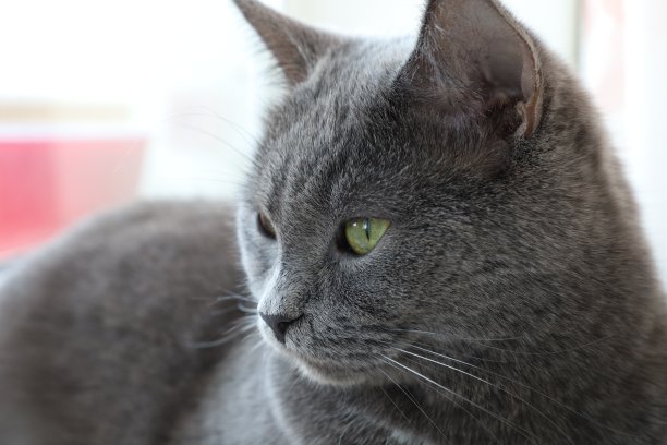 一只灰猫的脸，微距照片的眼睛图片下载