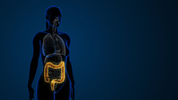 女性突出显示大肠解剖图片下载