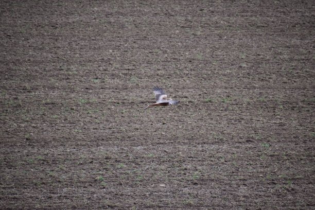 猎鹰低空飞行图片下载