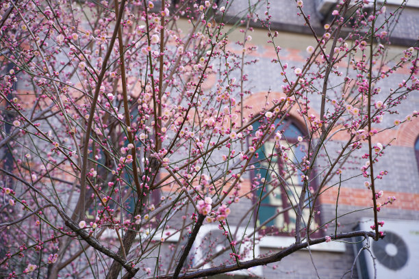 上海交通大学春天，中国，中国图片下载