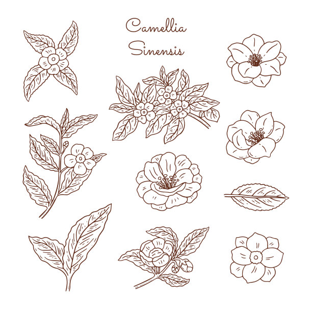 古植物学插图。卡梅利娅制成。图片下载