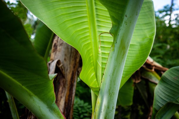 郁郁葱葱的香蕉植物图片下载