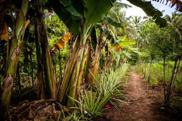 郁郁葱葱的香蕉植物图片下载