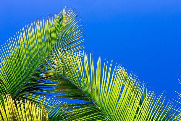碧绿的棕榈叶在湛蓝的天空下，自然的热带照片图片下载