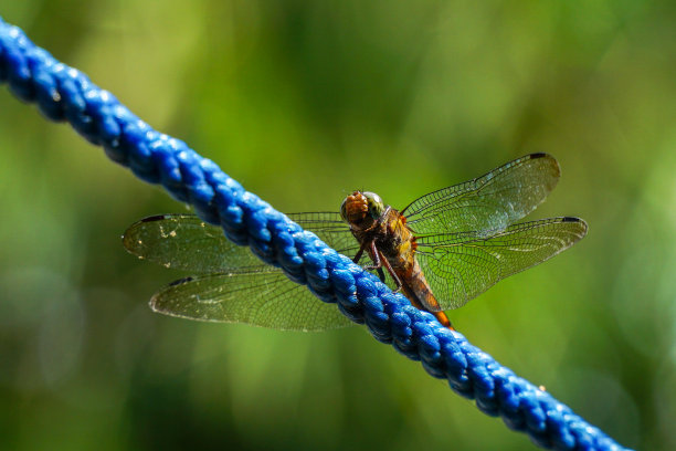 蓝绳子上的蜻蜓图片下载