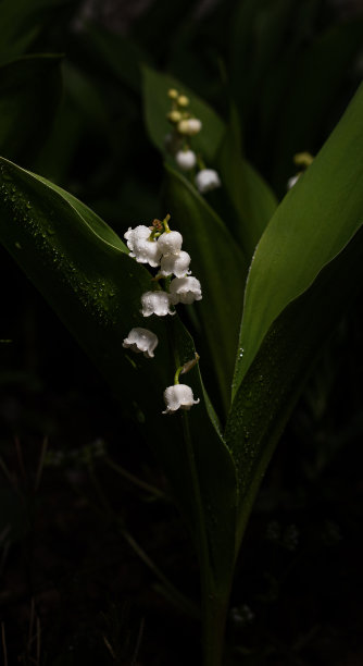 木槿花图片下载