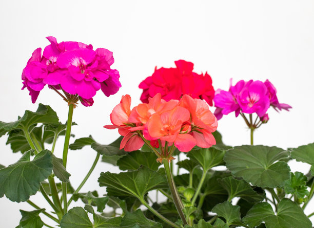 天竺葵花在家里的花盆花卉装饰。春天的植物。照顾鲜花。在白色背景下图片下载