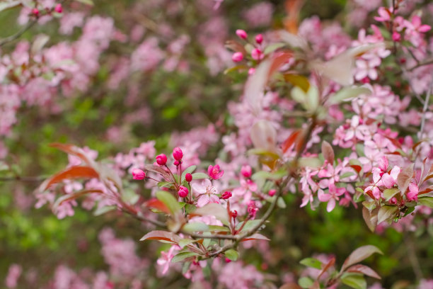盛开的花朵树木，复制空间背景图片图片下载