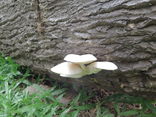 蘑菇或真菌生长在已经死亡的树干上图片下载