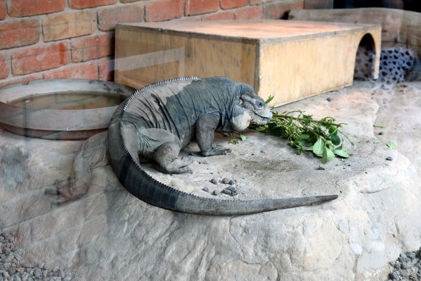 犀牛鬣蜥(Cyclura cornuta)在动物园里吃东西:(图片来源:Sanjiv Shukla)图片下载