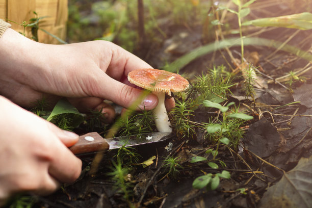 男人用刀切蘑菇，休息的概念，在树林里散步图片下载