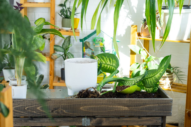 热带蝶花雪放在桌子上，用于移植和照顾室内的盆栽植物图片下载