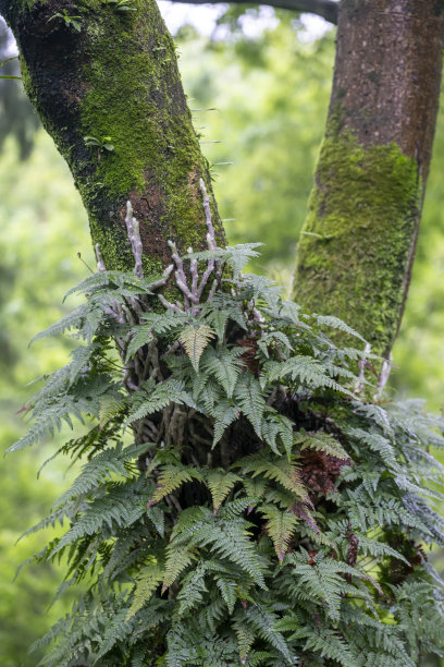 森林里长着藤蔓的树干图片下载
