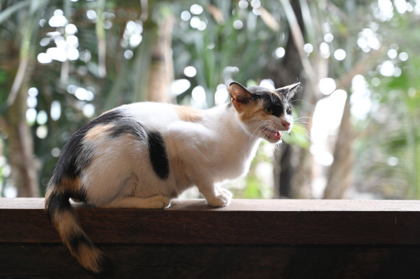 饥饿的猫图片下载