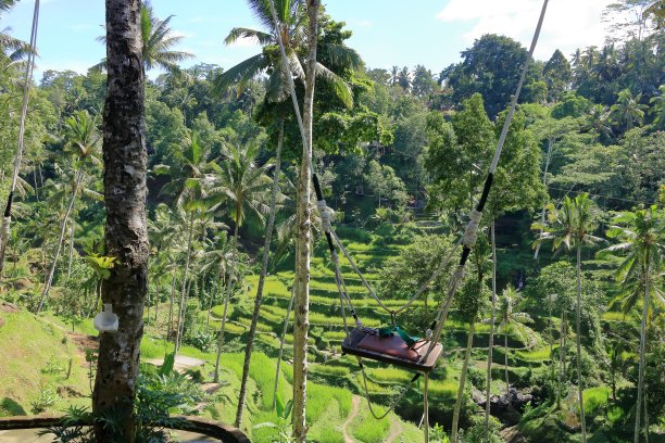 在印尼巴厘岛特加拉朗美丽的稻田荡秋千图片下载