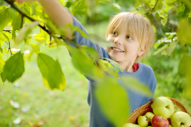 小男孩在果园里摘苹果。孩子拿着稻草篮子，里面装着丰收。秋天在家里的花园里收获。出售水果。小生意。图片下载