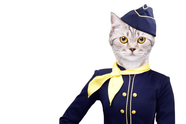 穿着空姐服装的猫被隔离在白色背景上图片下载