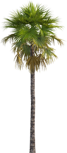 加州扇棕榈树的侧视图-华盛顿菲利弗拉图片下载