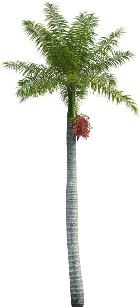 皇家棕榈树的侧视图- Roystonea Regia图片下载