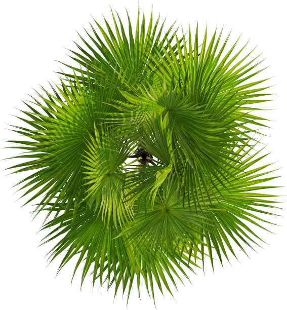 蒲葵树俯视图图片下载