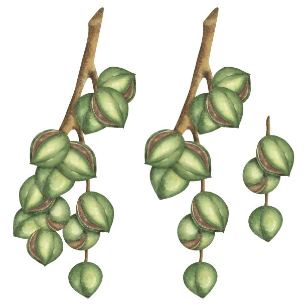 树枝上的澳洲坚果，孤立在白色背景上。水彩插图。美容，身体和头发护理。模板明信片，标志，贴纸，标签，纺织品，包装图片下载