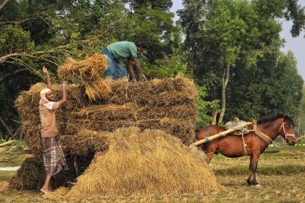 农民在马车上装载干草图片下载