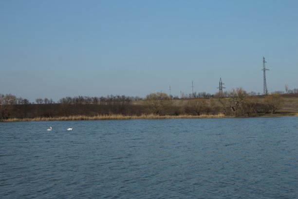 一片有几只鸟在里面的水域图片下载