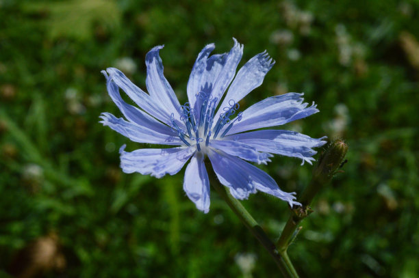 街道边的蓝色菊苣花的微距照片图片下载